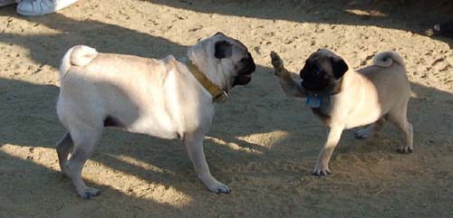 Sheba and a little pup