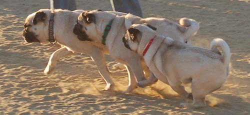 Hug Pug Sunday September 4, 2005
