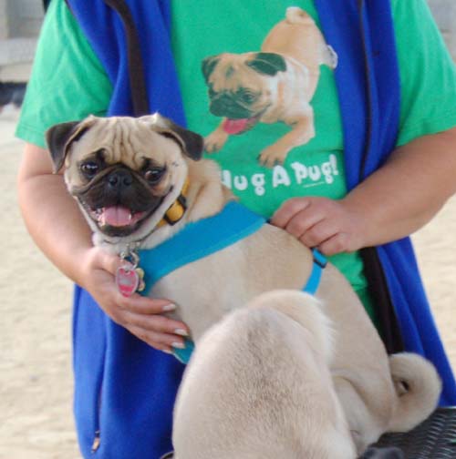 Hug Pug Sunday September 4, 2005