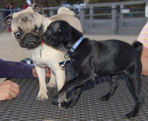 Hug Pug Sunday September 4, 2005