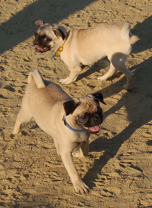 Hug Pug Sunday August 14 2005 - Week in Review