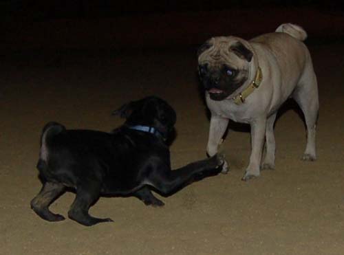 Hug Pug Sunday September 18, 2005