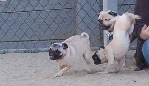 Hug Pug Sunday August 14 2005 - Week in Review