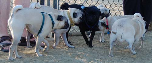 Hug Pug Sunday September 11, 2005