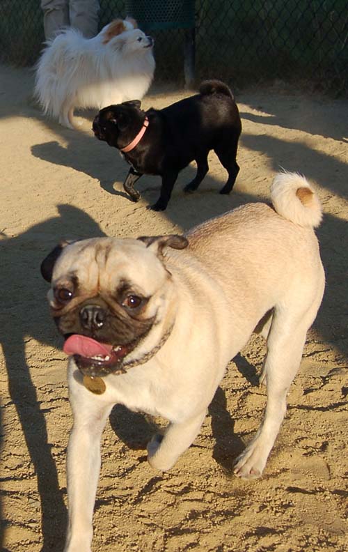 Happy Pug