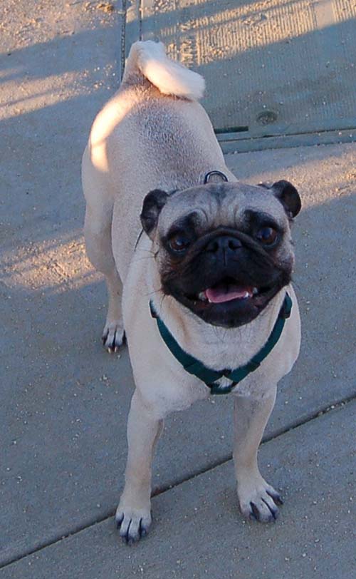 Hug Pug Sunday August 28, 2005