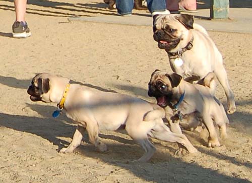 Pugs making a chase turn
