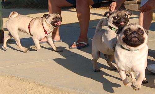 Hug Pug Sunday August 14 2005 - Week in Review