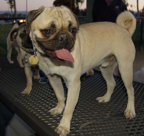 Hug Pug Sunday September 11, 2005