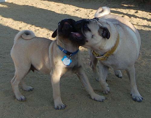 Sheba teaching a puppy the rules
