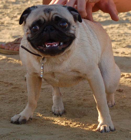 Friendly Pugs