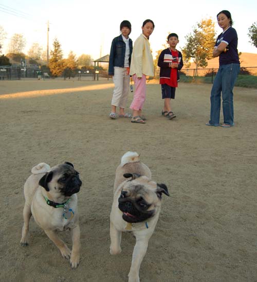 Rap Sunday at the Mountain View Dog Park