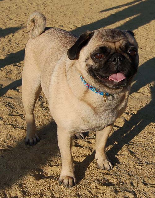 Hug Pug Sunday August 14 2005 - Week in Review