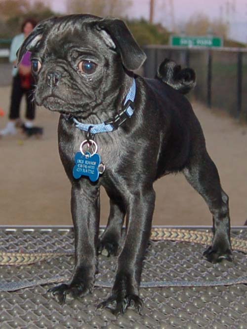 Hug Pug Sunday September 4, 2005