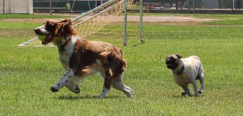 Sheba having puppy chasing fun with a friend