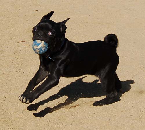 Hug Pug Sunday October 9, 2005
