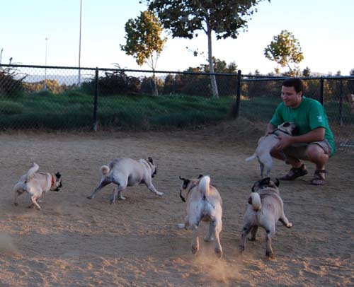 Hug Pug Sunday September 11, 2005