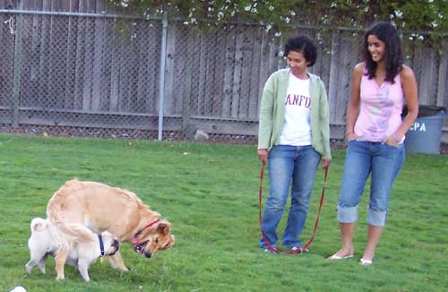 Sheba and Daisy battling