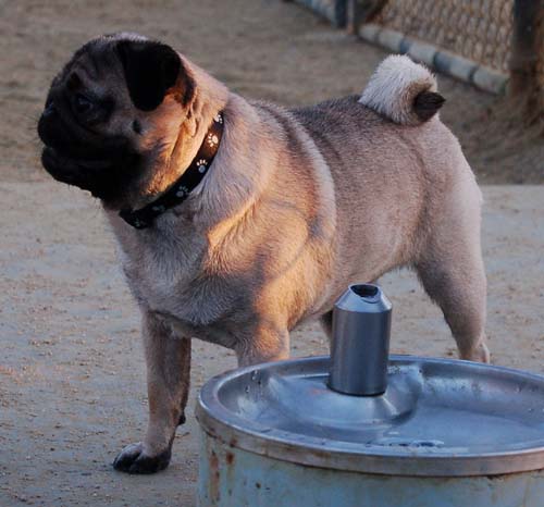 Hug Pug Sunday September 11, 2005