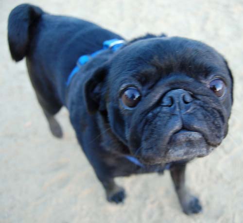 Hug Pug Sunday September 11, 2005