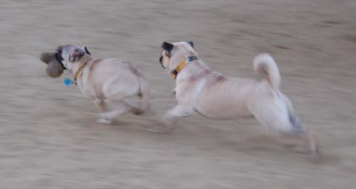 Hug Pug Sunday August 28, 2005