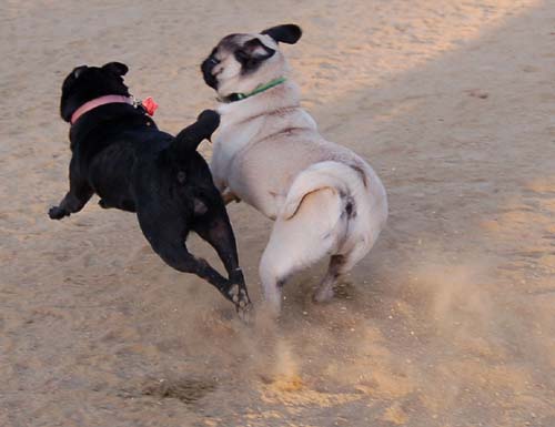 Hug Pug Sunday September 18, 2005