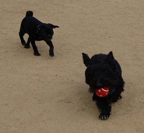 Hug Pug Sunday September 25, 2005