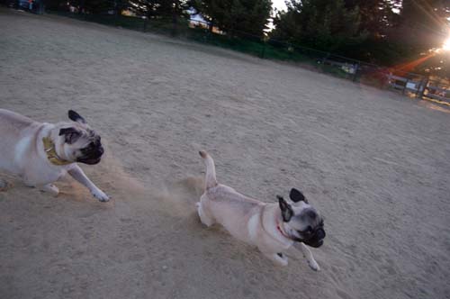 Rap Sunday at the Mountain View Dog Park