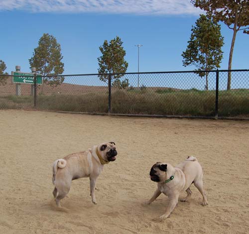 Hug Pug Sunday October 2, 2005