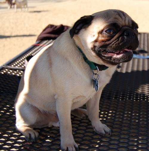 Hug Pug Sunday October 9, 2005