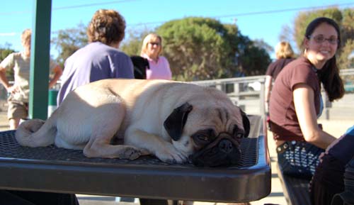 Hug Pug Sunday October 9, 2005