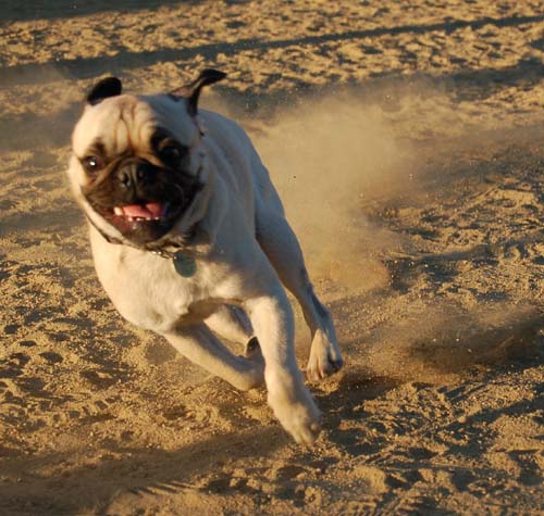 Hug Pug Sunday September 4, 2005