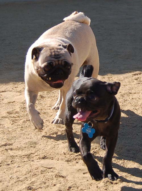 Hug Pug Sunday October 9, 2005