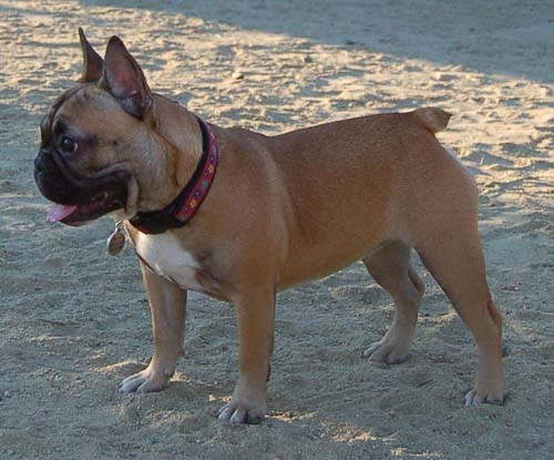 Hug Pug Sunday August 28, 2005