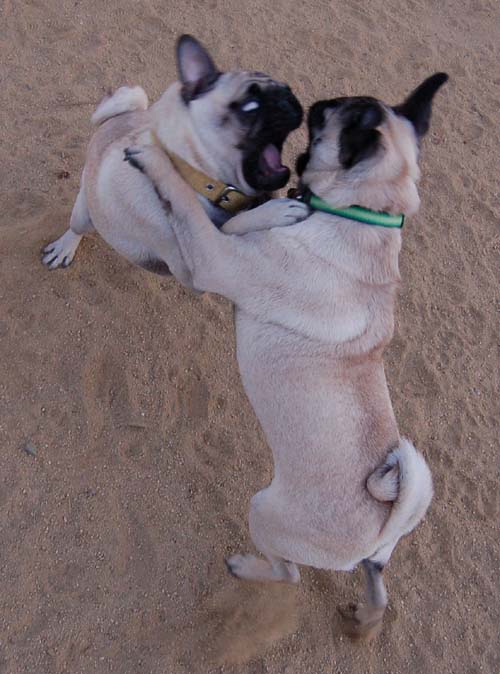 Hug Pug Sunday September 11, 2005