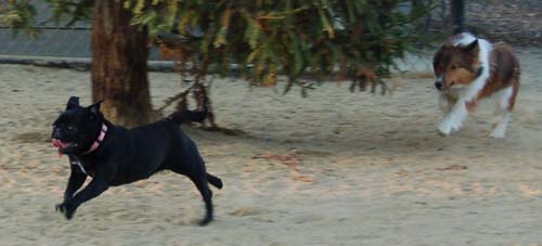 Hug Pug Sunday September 18, 2005