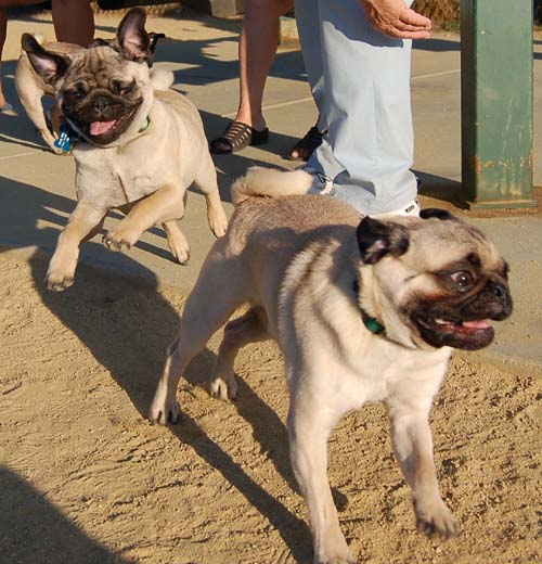 Hug Pug Sunday August 14 2005 - Week in Review