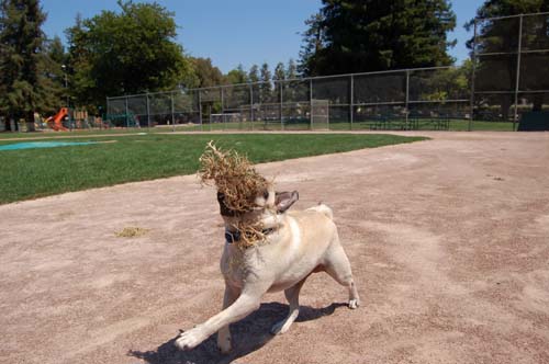 Sheba in the baseball field running the bases