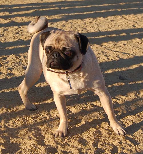 Hug Pug Sunday August 28, 2005