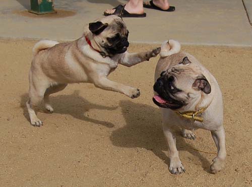 Hug Pug Sunday October 2, 2005