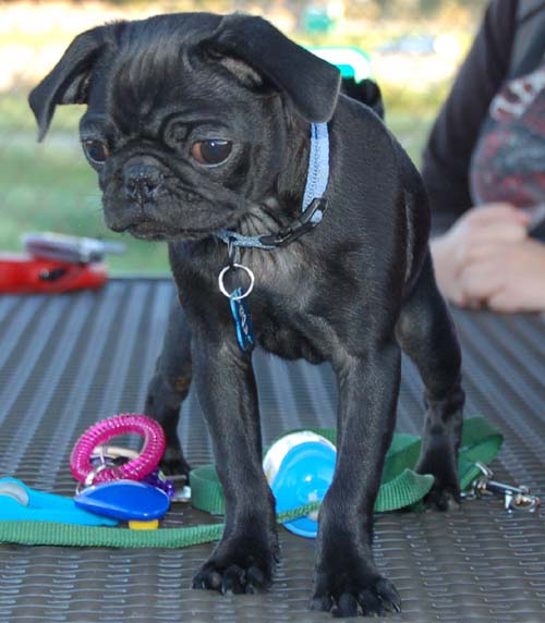 Hug Pug Sunday September 18, 2005