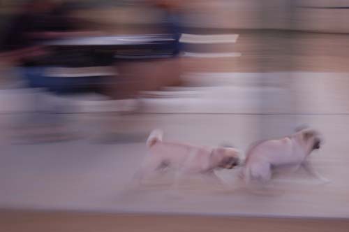 Hug Pug Sunday September 18, 2005