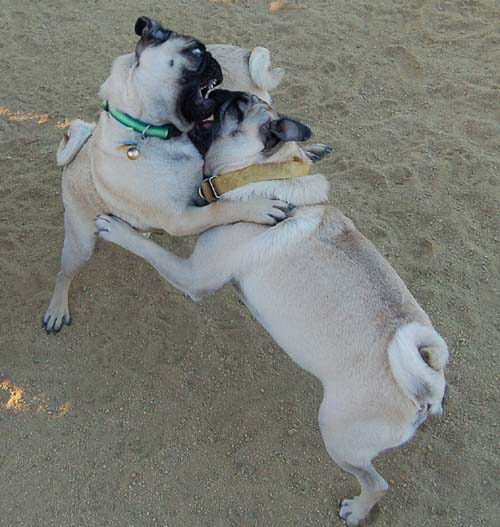 Hug Pug Sunday September 4, 2005