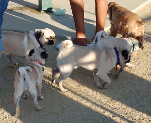 The gang following each other on the porch