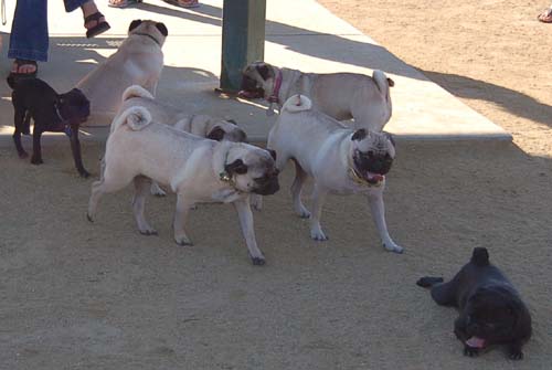 Hug Pug Sunday October 16, 2005