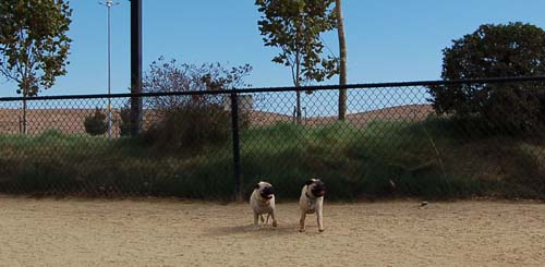 Hug Pug Sunday October 2, 2005