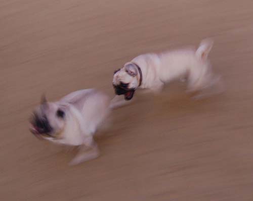 Hug Pug Sunday September 18, 2005