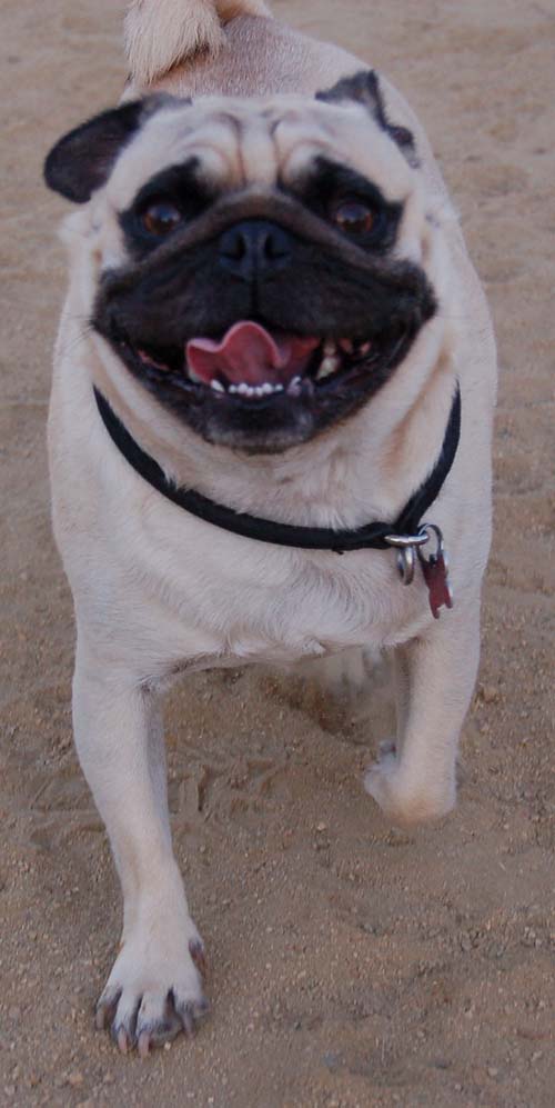 Hug Pug Sunday September 18, 2005