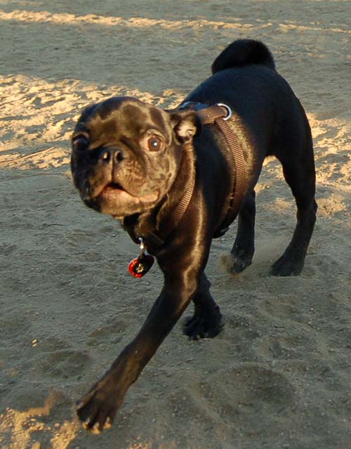 Hug Pug Sunday August 28, 2005