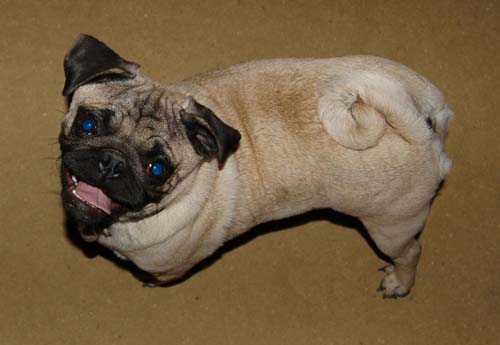 Hug Pug Sunday September 11, 2005